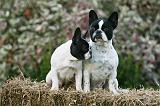 BOULEDOGUE FRANCAIS 1147